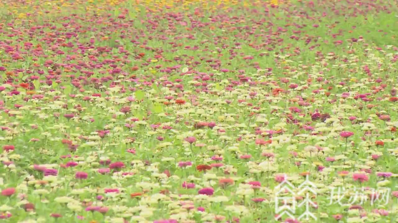 花海■五彩花海景如画 宿迁近千亩波斯菊竞相绽放