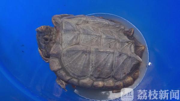 吓人！25斤宠物“大鳄龟”惊现闹市 民警妥善处置找到主人