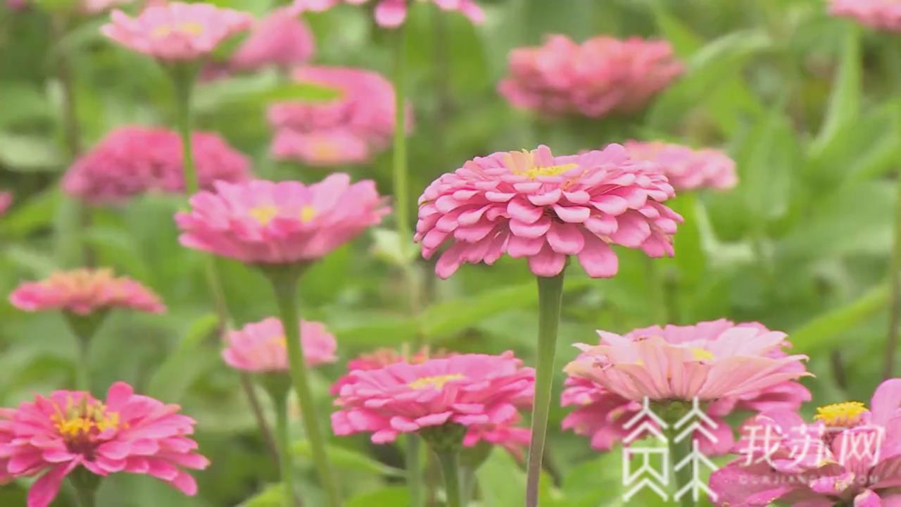 花海■五彩花海景如画 宿迁近千亩波斯菊竞相绽放