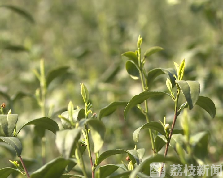 镇江■春茶开采正当时！人手不够咋办？镇江农业部门有妙招