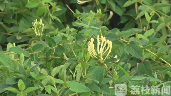 宿豫广种金银花 为农打造“金银山”
