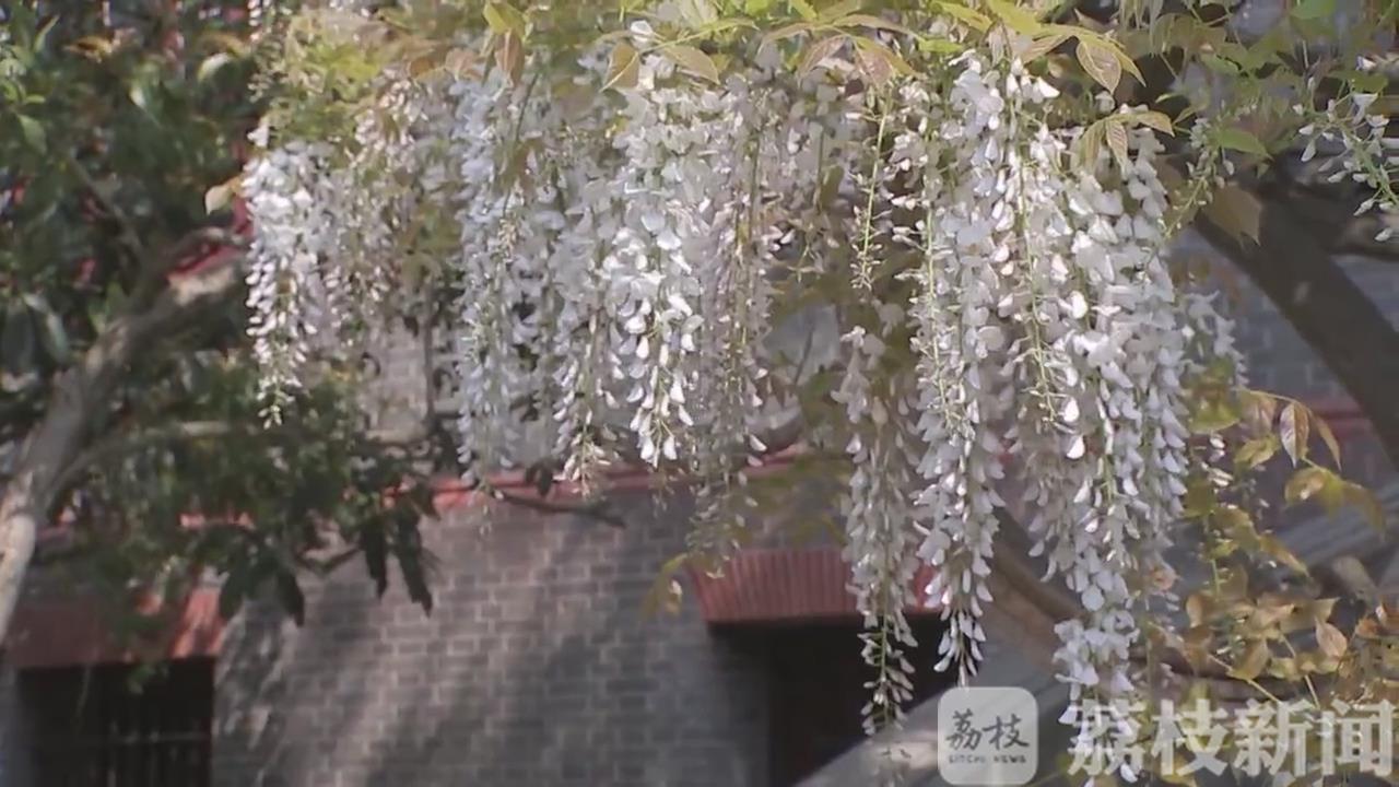 紫藤■花蔓飘香宜阳春 百年紫藤挂云木