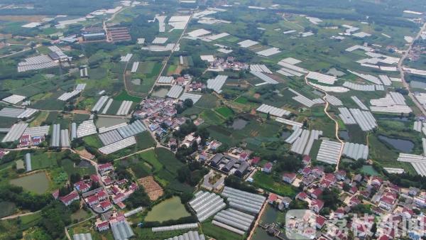 喜迎丰收 果农“快闪” 唱起甜蜜的歌！