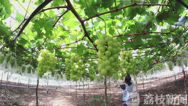 喜迎丰收 果农“快闪” 唱起甜蜜的歌！