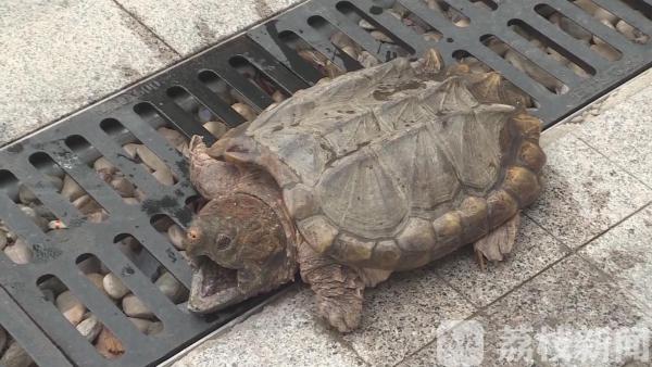 吓人！25斤宠物“大鳄龟”惊现闹市 民警妥善处置找到主人
