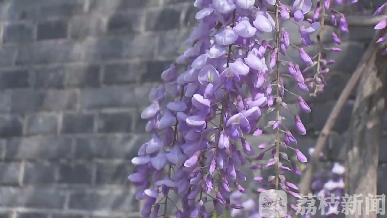 紫藤■花蔓飘香宜阳春 百年紫藤挂云木