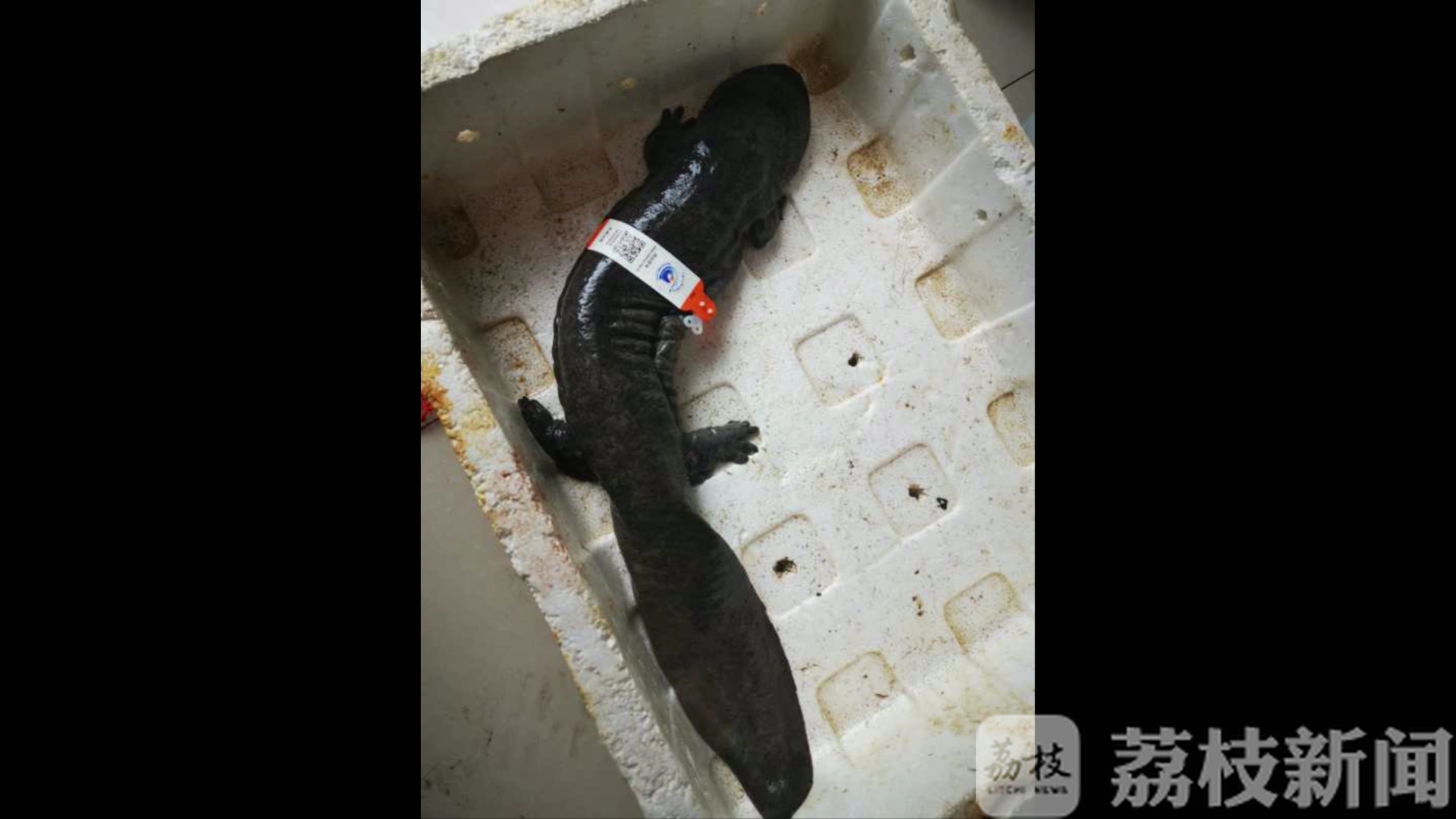 娃娃鱼■踱步马路发出“哭声” 宠物娃娃鱼“离家出走”