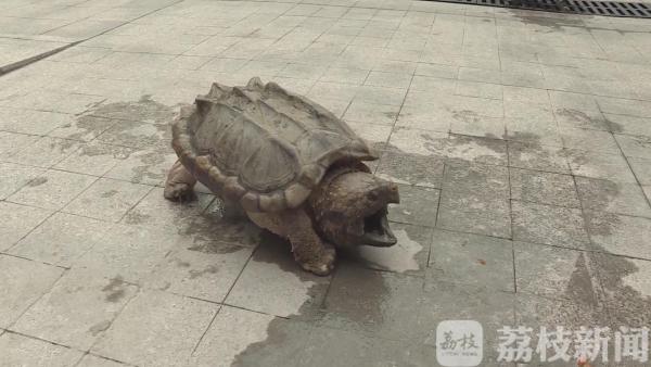 吓人！25斤宠物“大鳄龟”惊现闹市 民警妥善处置找到主人