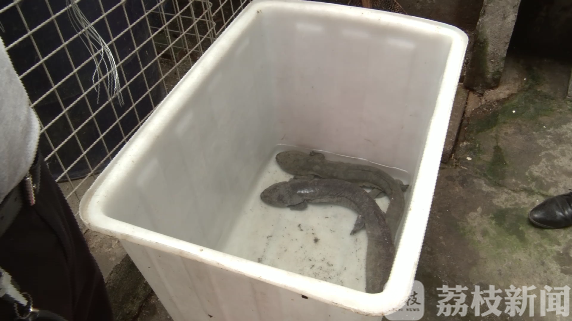娃娃鱼■踱步马路发出“哭声” 宠物娃娃鱼“离家出走”