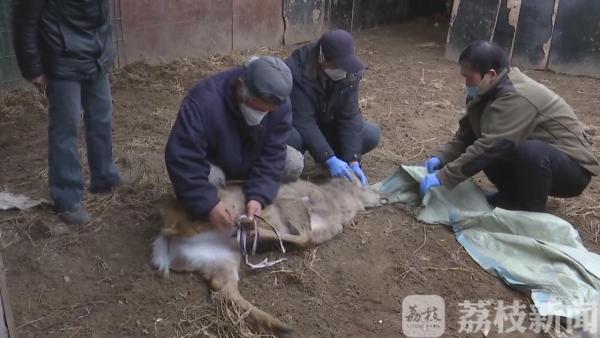 南通通州查处一起非法养殖野生动物案 四只梅花鹿被罚没