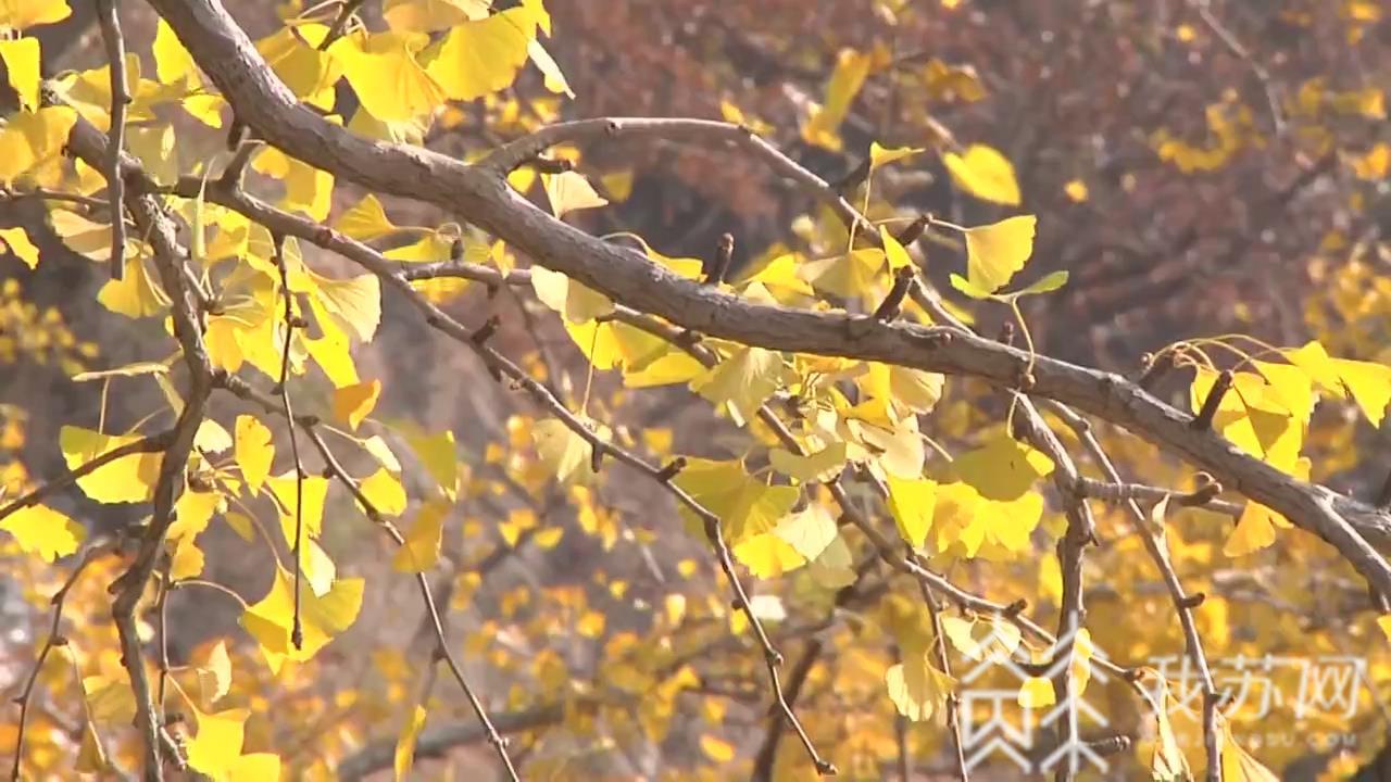 银杏■连云港：花果山千年银杏披上“黄金甲”