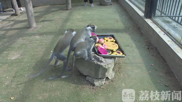 萌宠过节 熊猫吃月饼回味无穷 猴子大象享“饕餮盛宴”