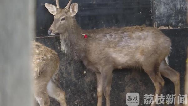 南通通州查处一起非法养殖野生动物案 四只梅花鹿被罚没