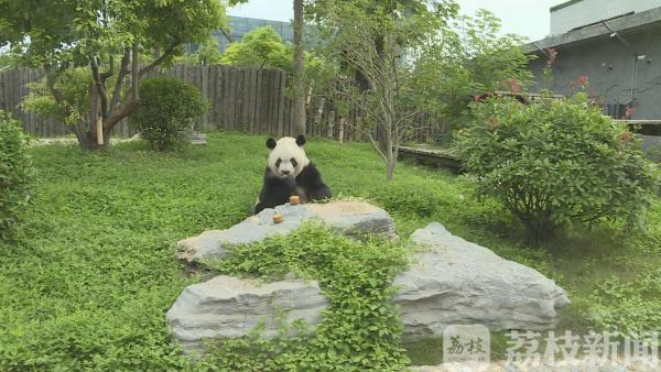 萌宠过节 熊猫吃月饼回味无穷 猴子大象享“饕餮盛宴”