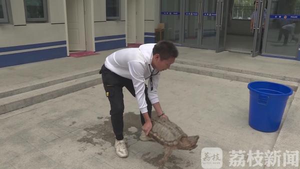 吓人！25斤宠物“大鳄龟”惊现闹市 民警妥善处置找到主人