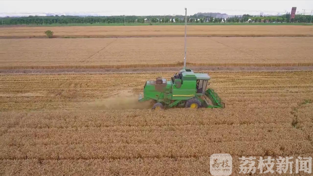 『小麦』比往年增产5%以上 16.5万亩小麦开镰收割