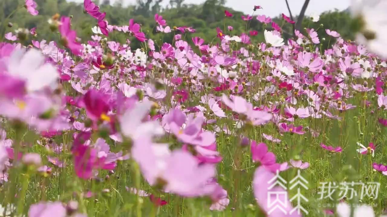 「端午」常州周边线路选择多样 端午自驾游受追捧