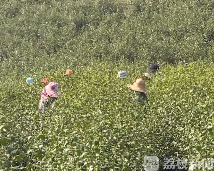 镇江■春茶开采正当时！人手不够咋办？镇江农业部门有妙招