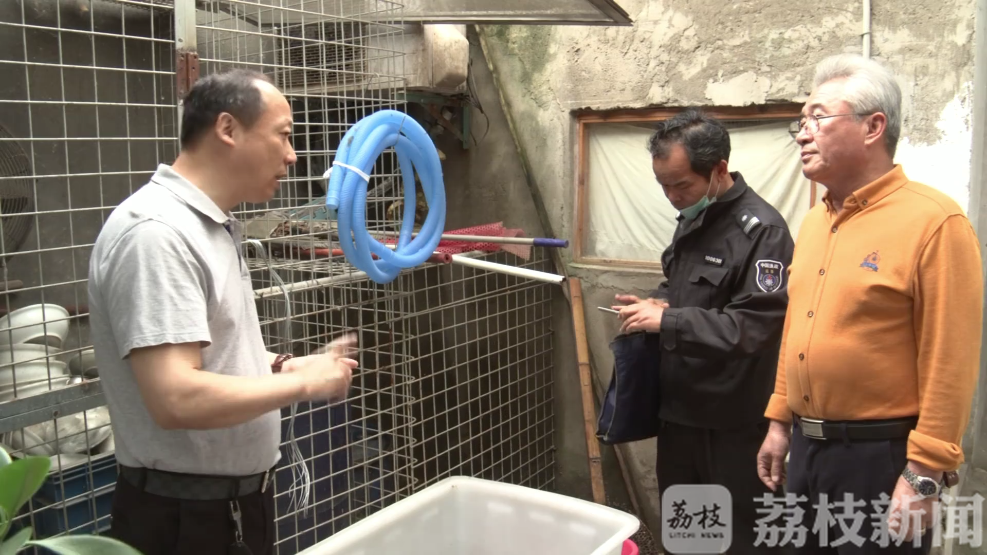 娃娃鱼■踱步马路发出“哭声” 宠物娃娃鱼“离家出走”