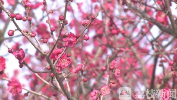 宅在家中看“梅”景：吐蕊暗香浮 绽放正当时