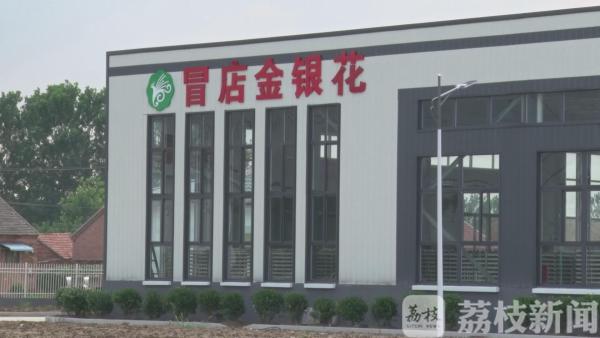 宿豫广种金银花 为农打造“金银山”