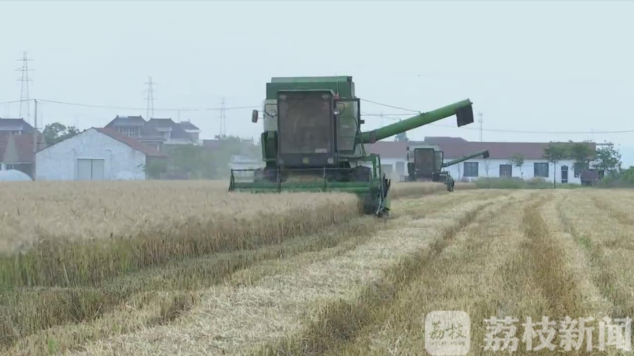 『小麦』比往年增产5%以上 16.5万亩小麦开镰收割