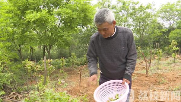 村民种植乌饭树 走出“黑色”致富路(图2)