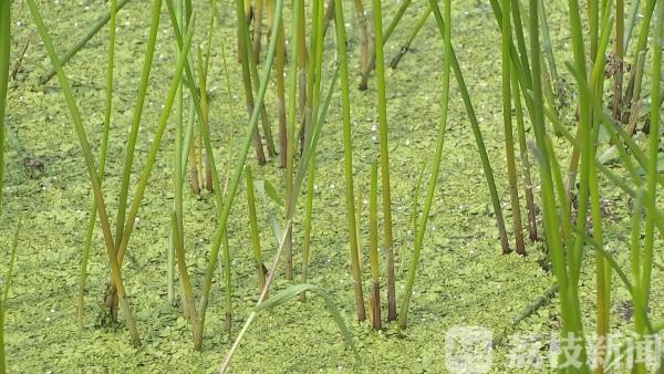 中秋临近 “水八仙”大批量上市啦