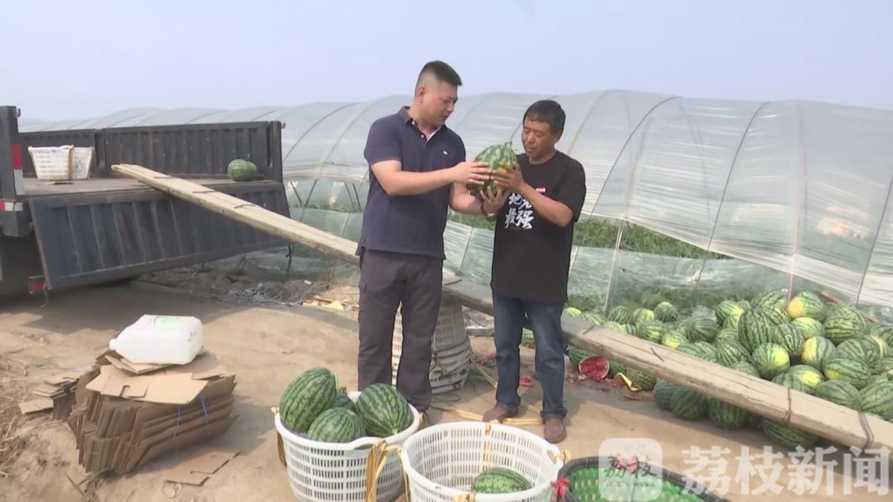 「」日均销售过万东台西瓜线上大卖