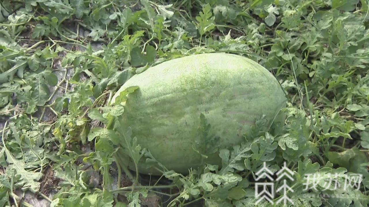 【西瓜】 一个西瓜售万元！武进农民种出“巨无霸”西瓜