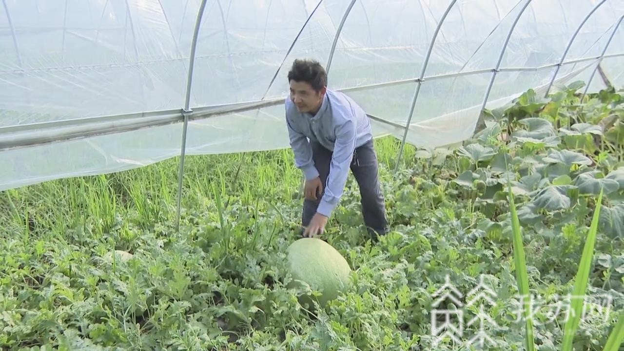 【西瓜】 一个西瓜售万元！武进农民种出“巨无霸”西瓜