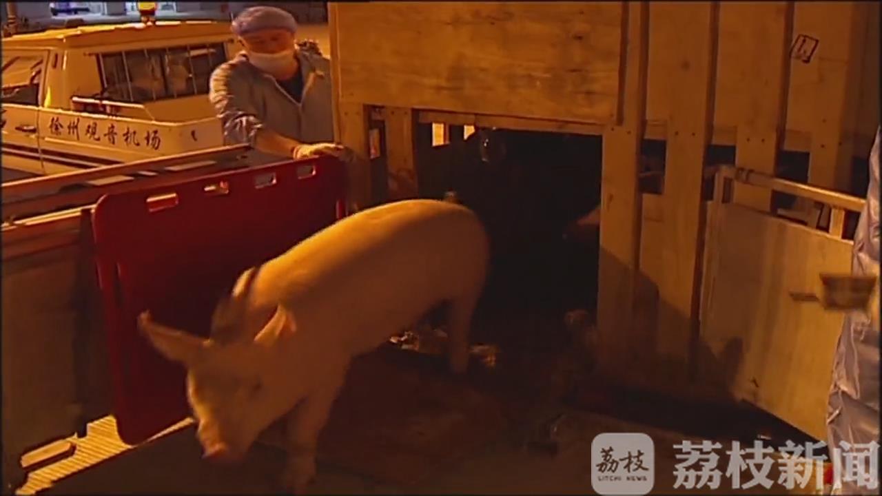 连云港■今年首批进口238头英国种猪抵连云港