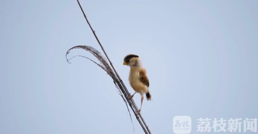 盐城■50只全球濒危鸟类黑脸琵鹭现身江苏盐城