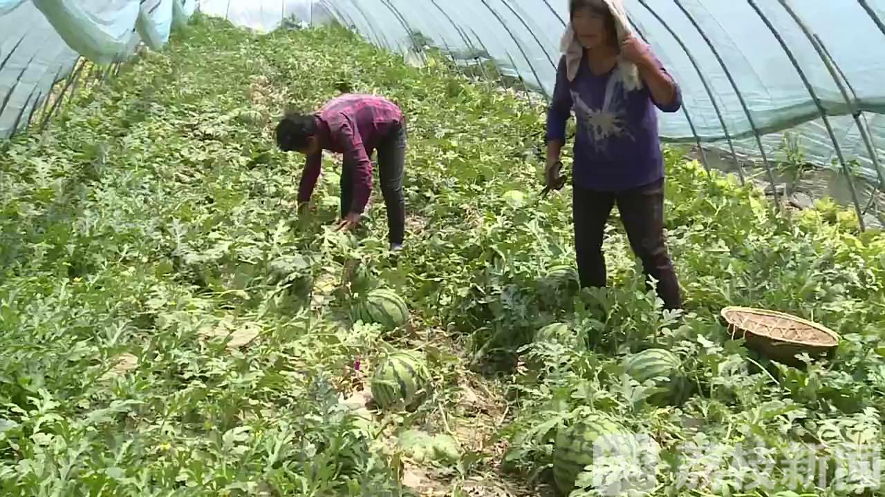 []亩产6000斤“甜”了种植户 泗阳西瓜大量上市