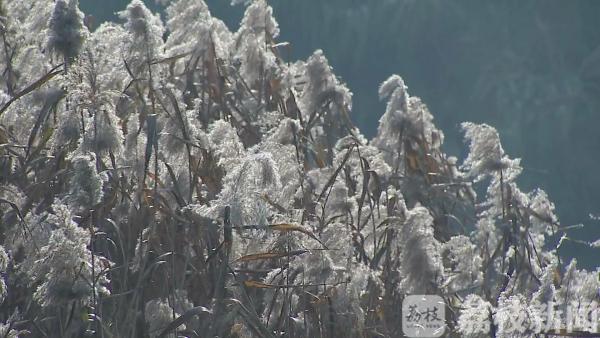 沙家浜最佳观赏期 芦花荻荻醉游人