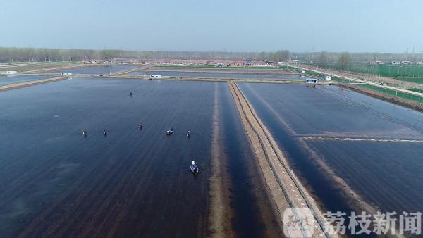 全国第一单 泗洪探索小龙虾价格指数保险理赔