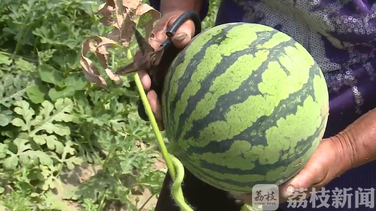 []亩产6000斤“甜”了种植户 泗阳西瓜大量上市