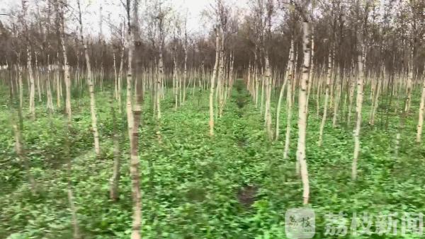 海安有处“网红”打卡地 千亩白桦舞金风