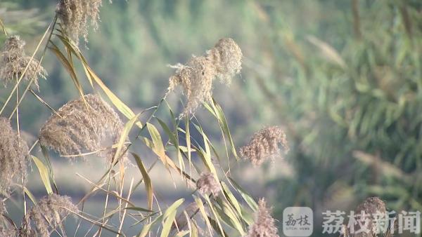 沙家浜最佳观赏期 芦花荻荻醉游人