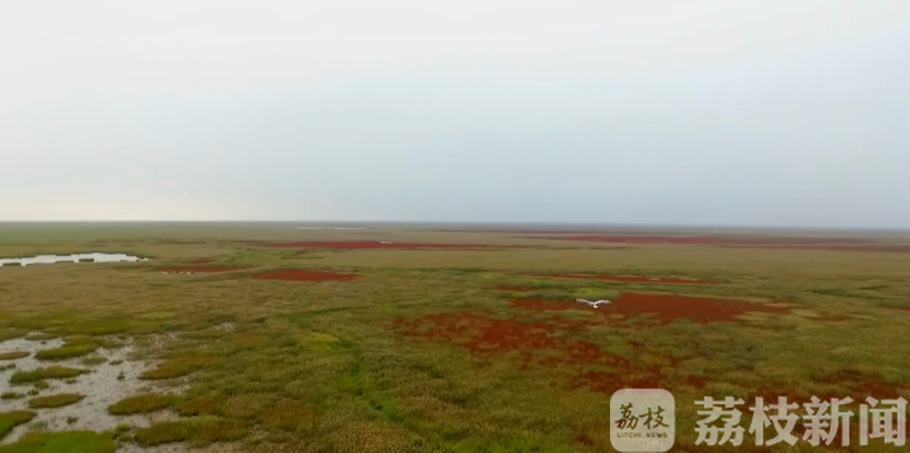 盐城■50只全球濒危鸟类黑脸琵鹭现身江苏盐城