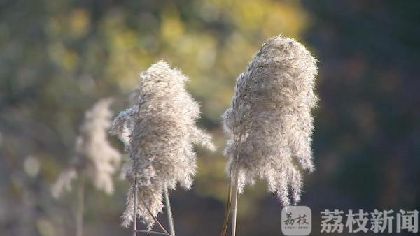 沙家浜最佳观赏期 芦花荻荻醉游人