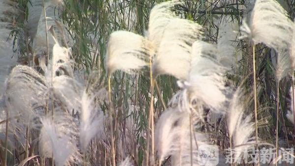 沙家浜最佳观赏期 芦花荻荻醉游人