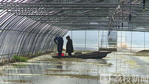 全国第一单 泗洪探索小龙虾价格指数保险理赔