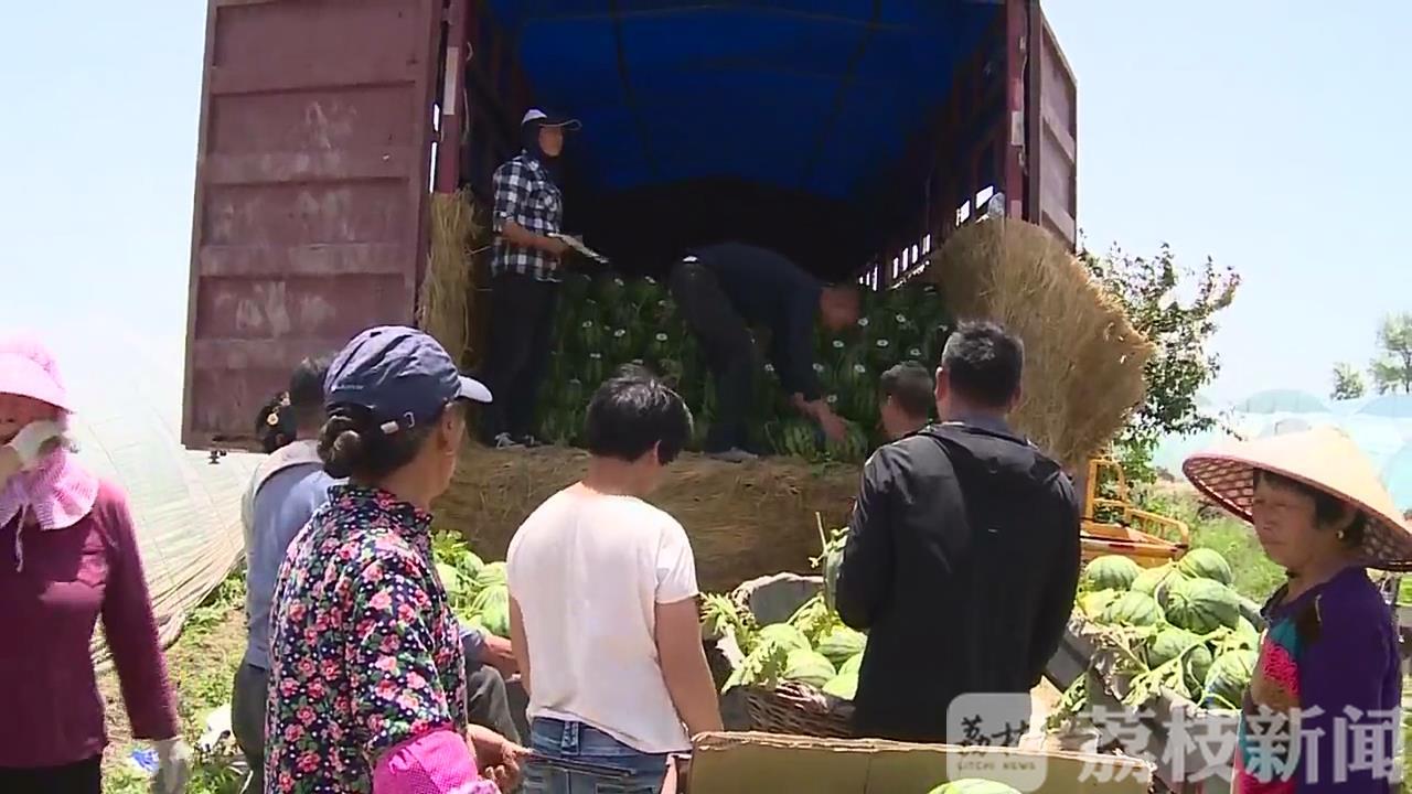 []亩产6000斤“甜”了种植户 泗阳西瓜大量上市