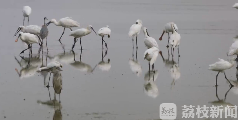 候鸟■万鸟翔集！盐城东台迎来大批回迁珍稀候鸟