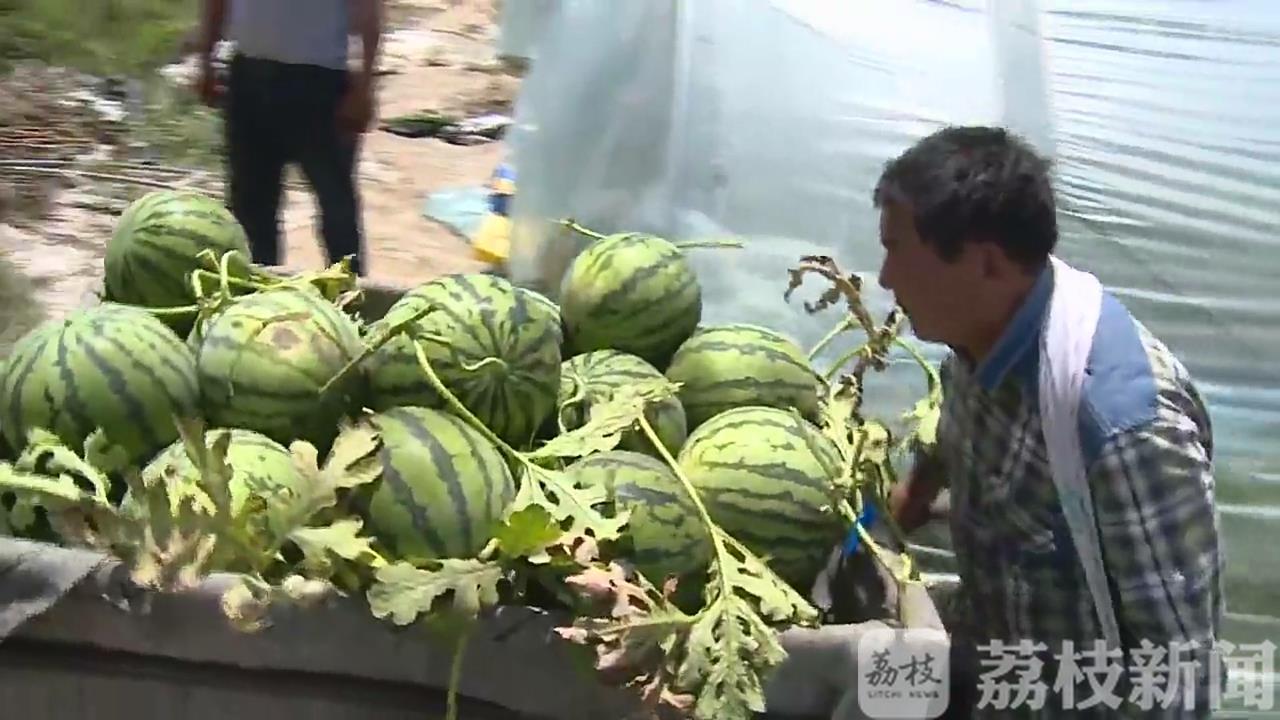[]亩产6000斤“甜”了种植户 泗阳西瓜大量上市