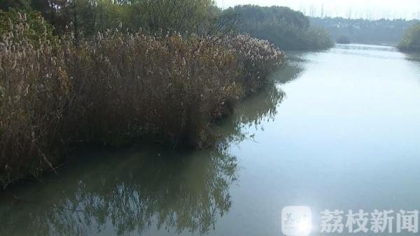 沙家浜最佳观赏期 芦花荻荻醉游人