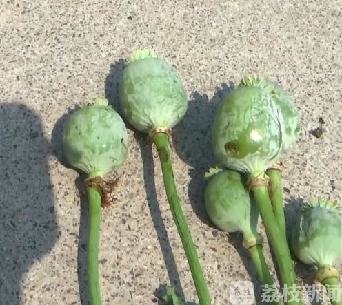 「」看到这种花请报警 警方铲除非法种植罂粟