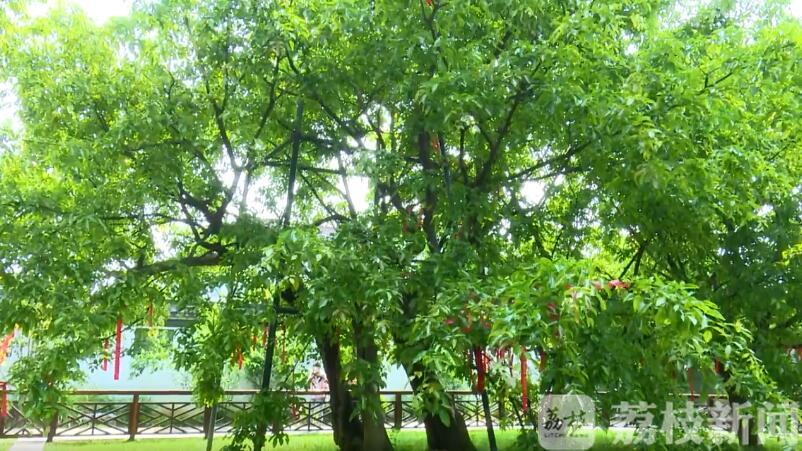 [红豆]千年红豆树现三株齐放盛景 时隔五年再吐蕊