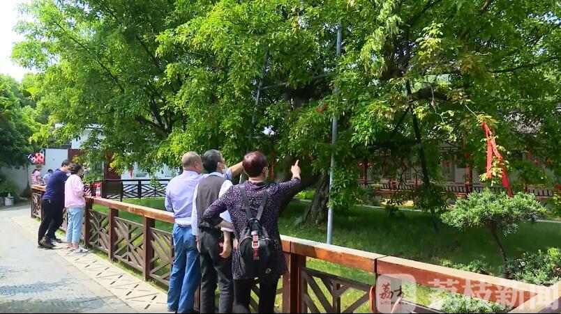 [红豆]千年红豆树现三株齐放盛景 时隔五年再吐蕊